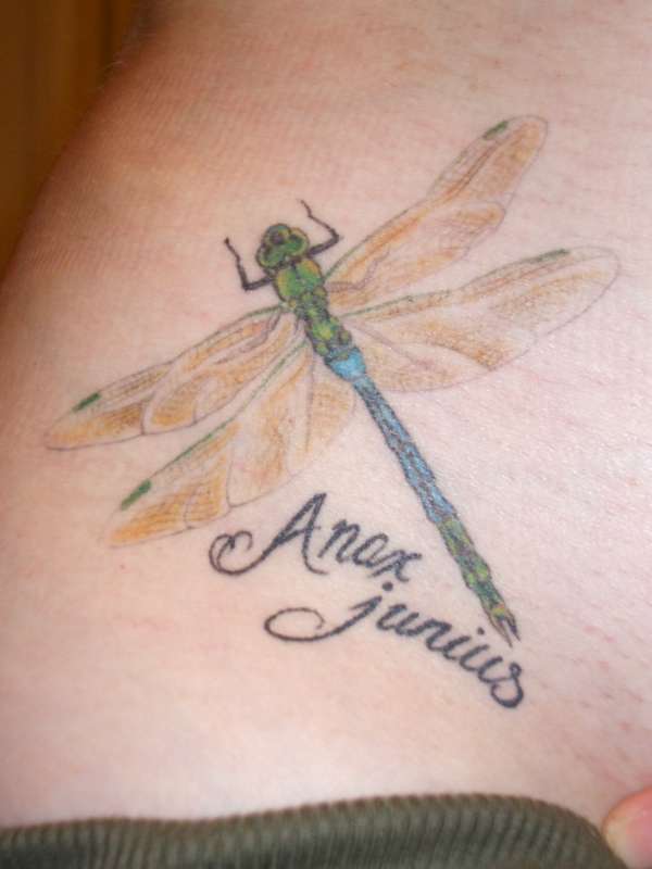 Dragonfly-tattoo-