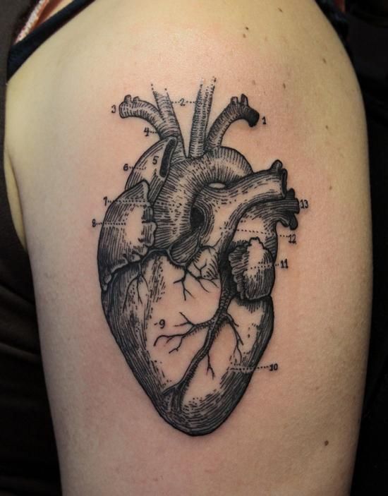 anatomical-heart-tattoo