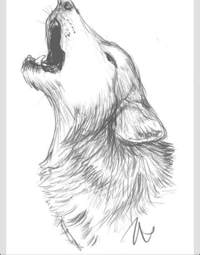 howling-wolf-sketch-drawing