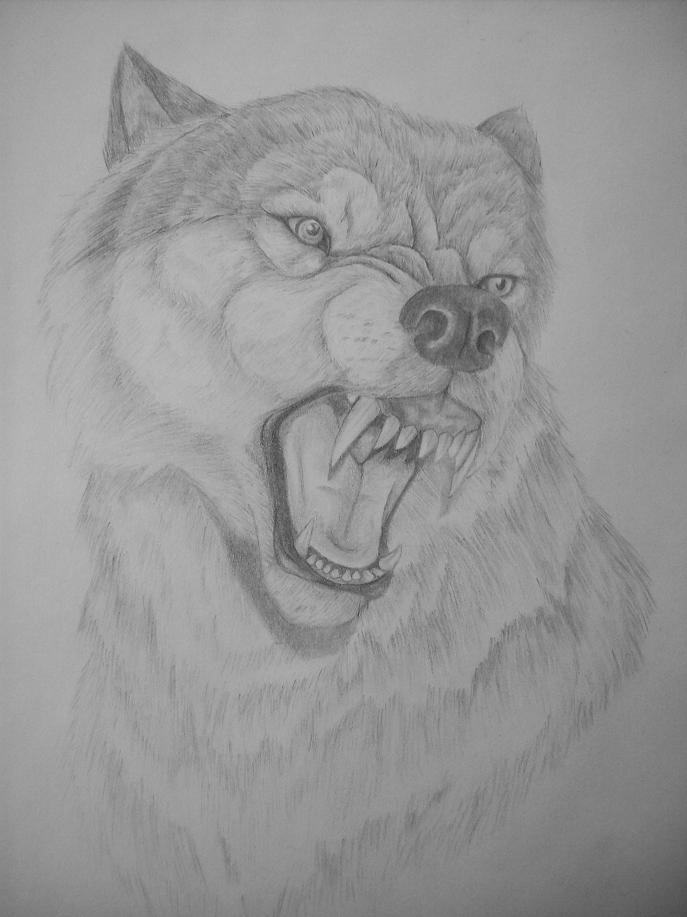 snarling-wolf-drawing