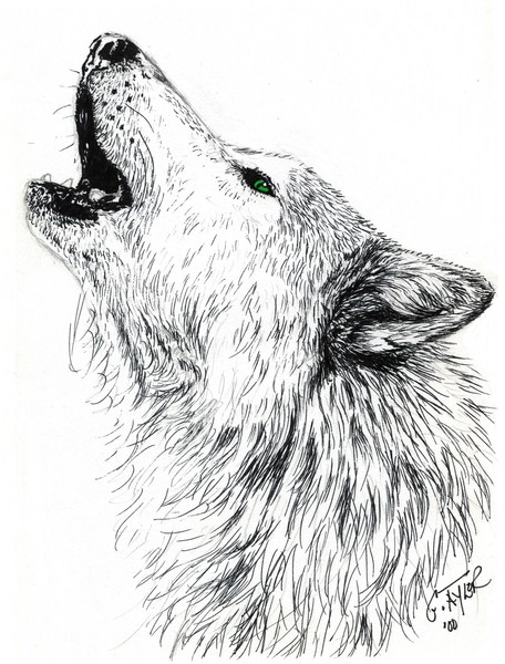 wolf-drawings-howling