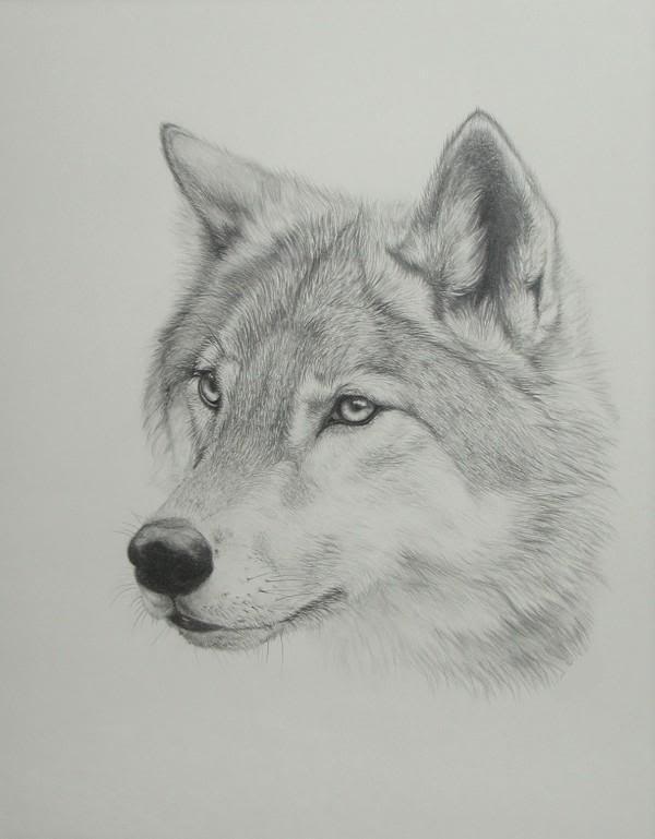 wolf-drawings