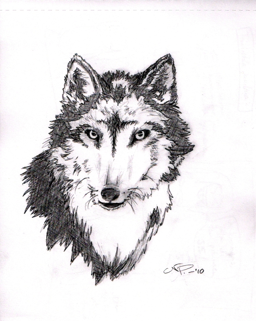 wolf-tattoo-sketche