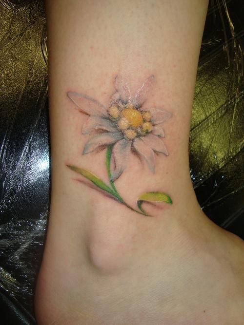 Edelweiss Flower Tattoo Watercolor